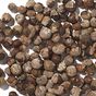 Chaste Berry (vitex)