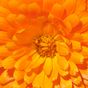 Lutein