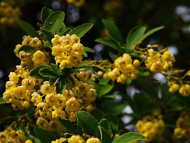 berberine benefits