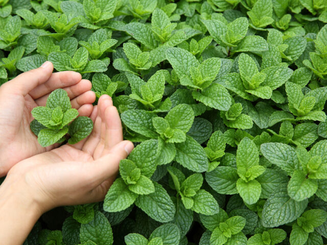 Peppermint